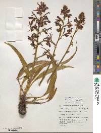 Image of Wachendorfia paniculata