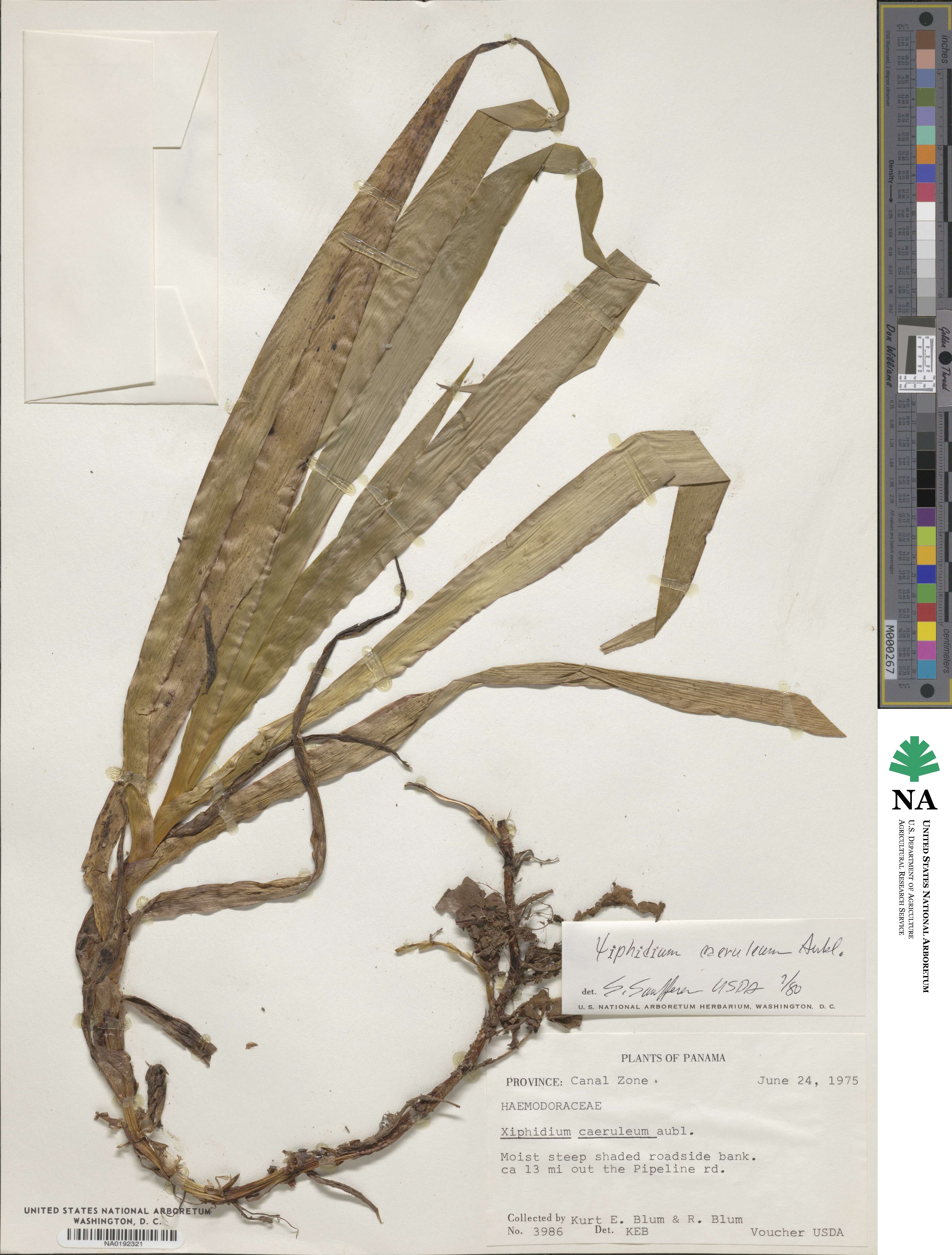 Xiphidium caeruleum image