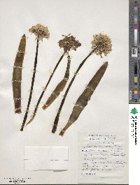 Haemanthus amarylloides image