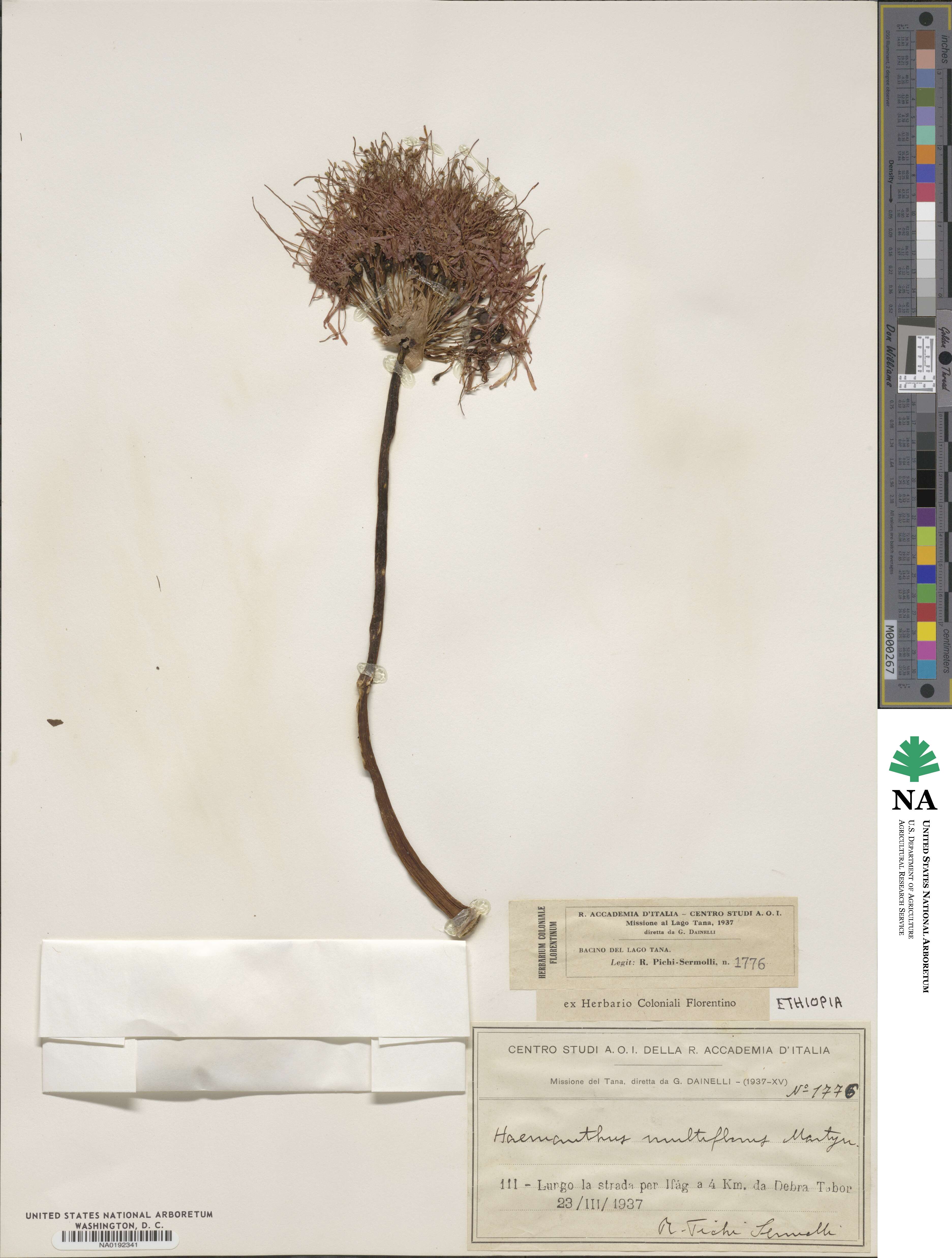 Scadoxus multiflorus image