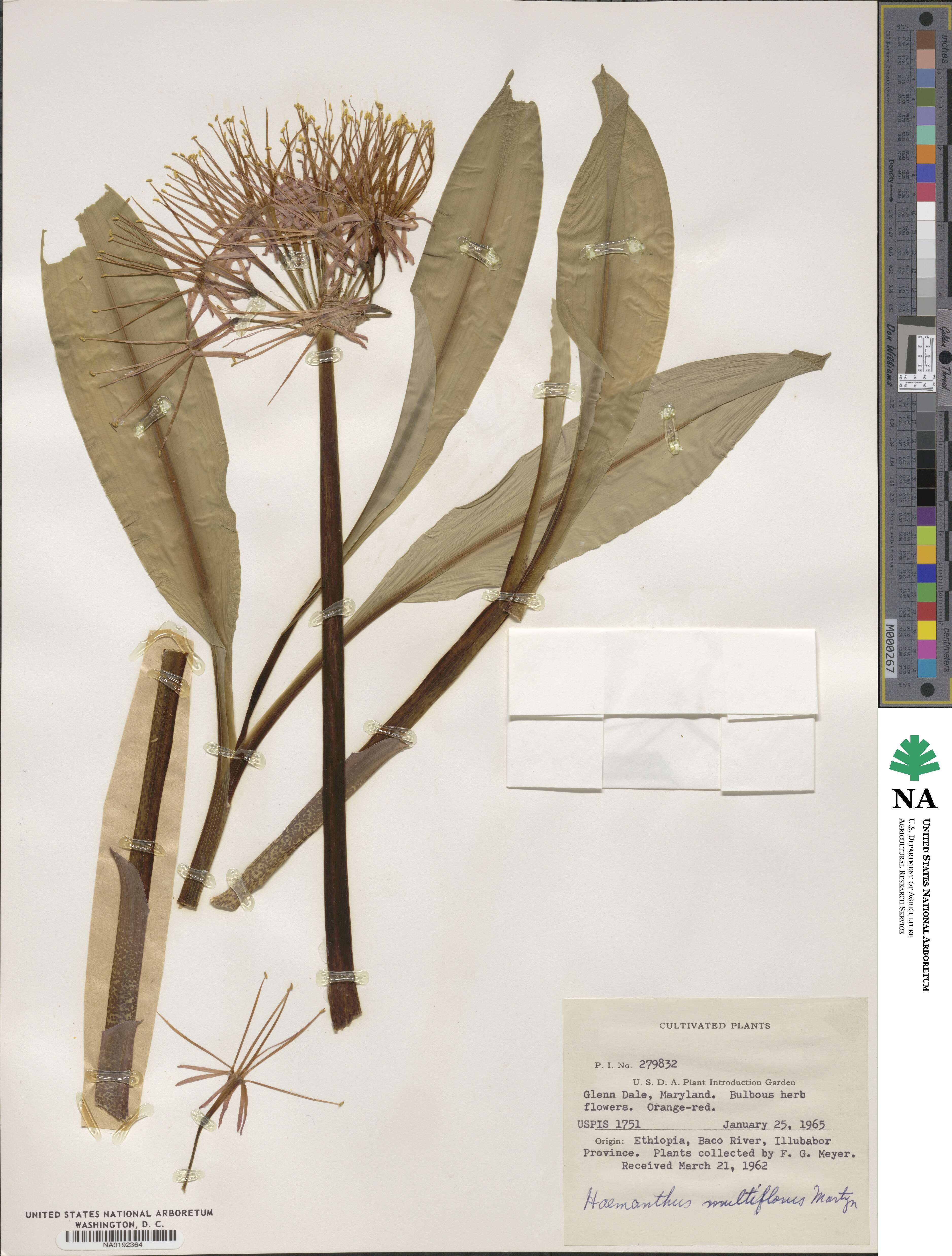 Scadoxus multiflorus image