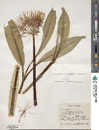 Scadoxus multiflorus image