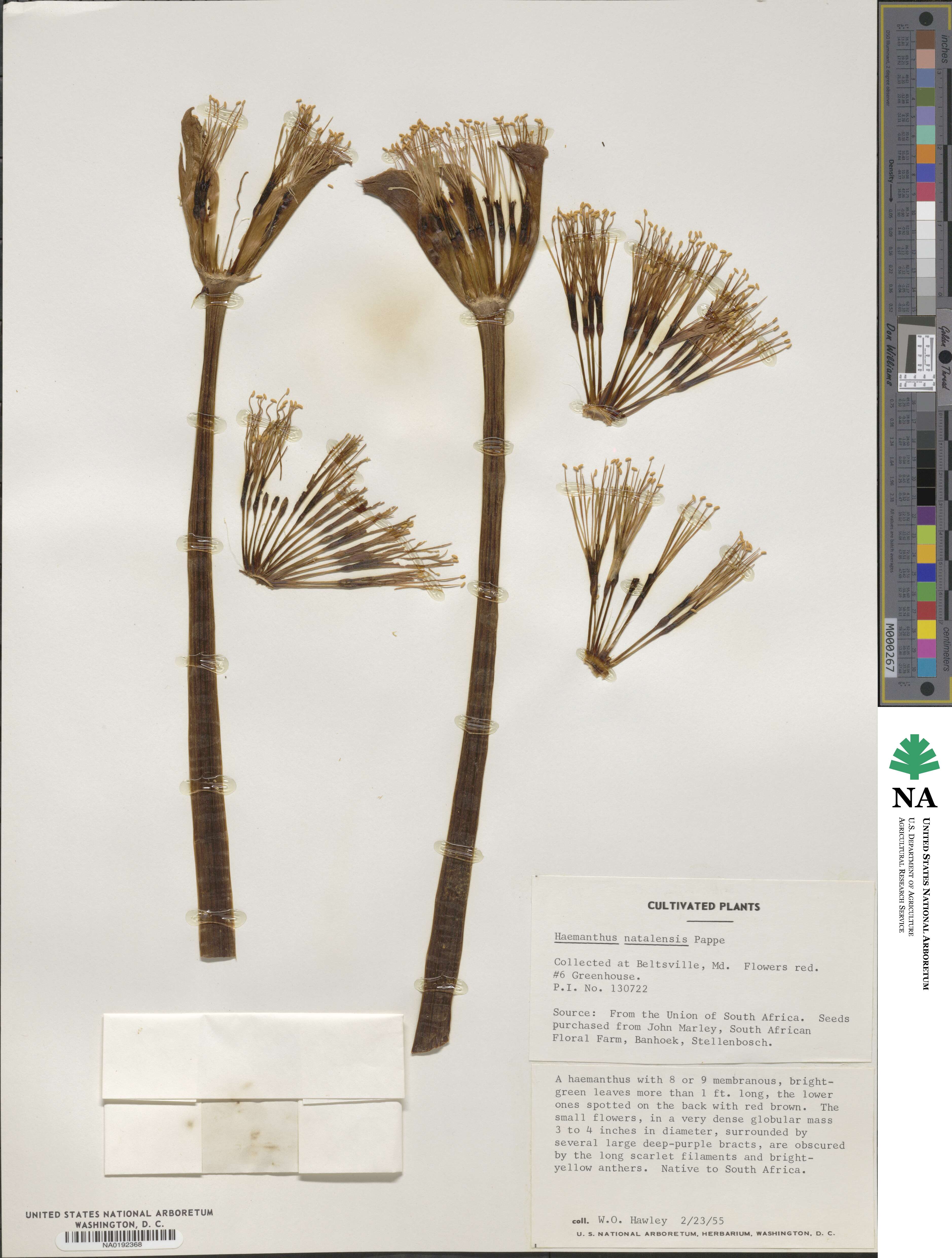 Scadoxus puniceus image