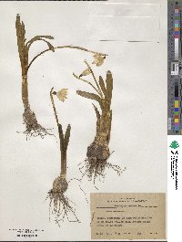 Leucojum vernum image