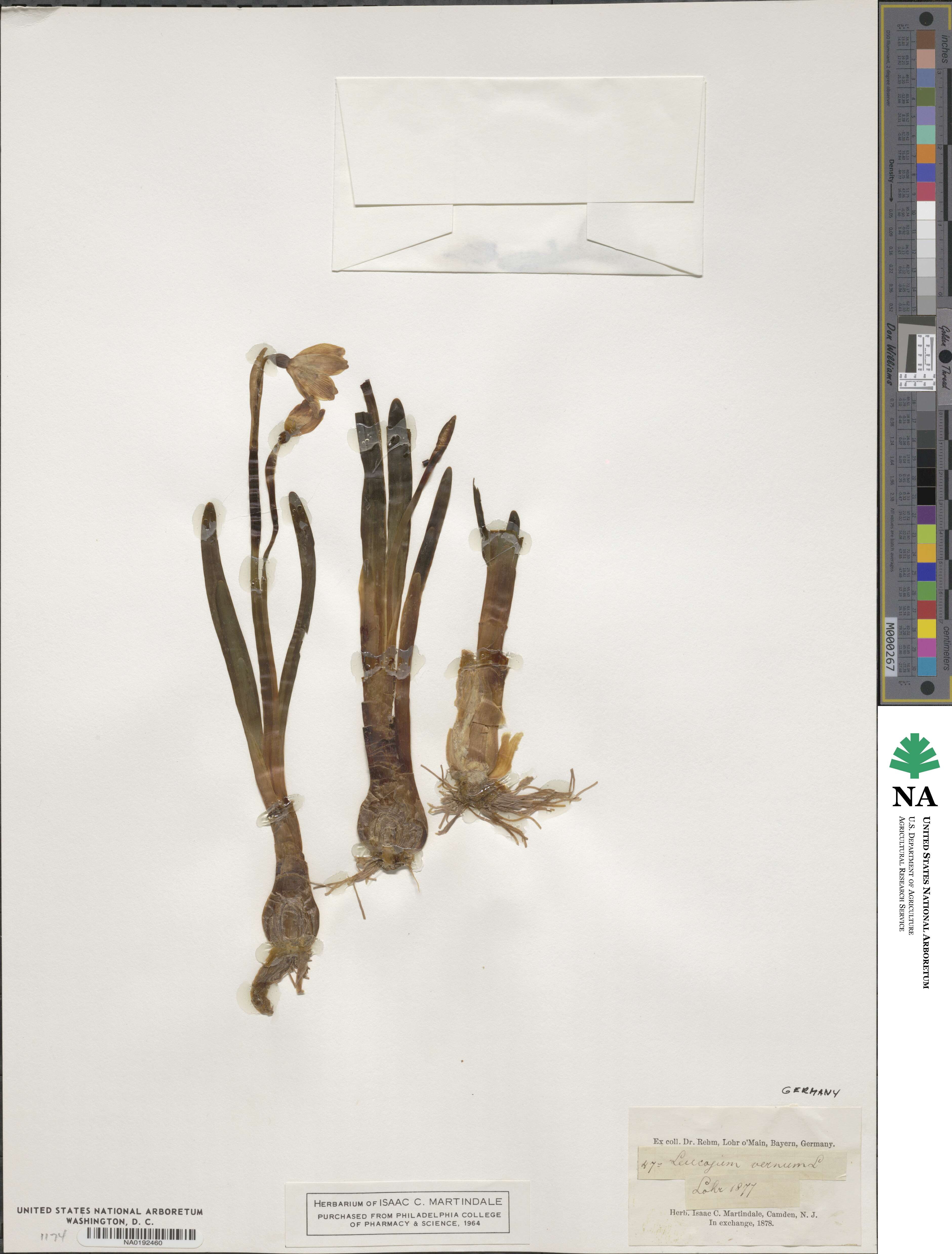 Leucojum image