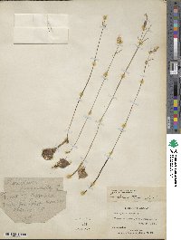 Acis autumnalis image