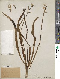 Leucojum aestivum image