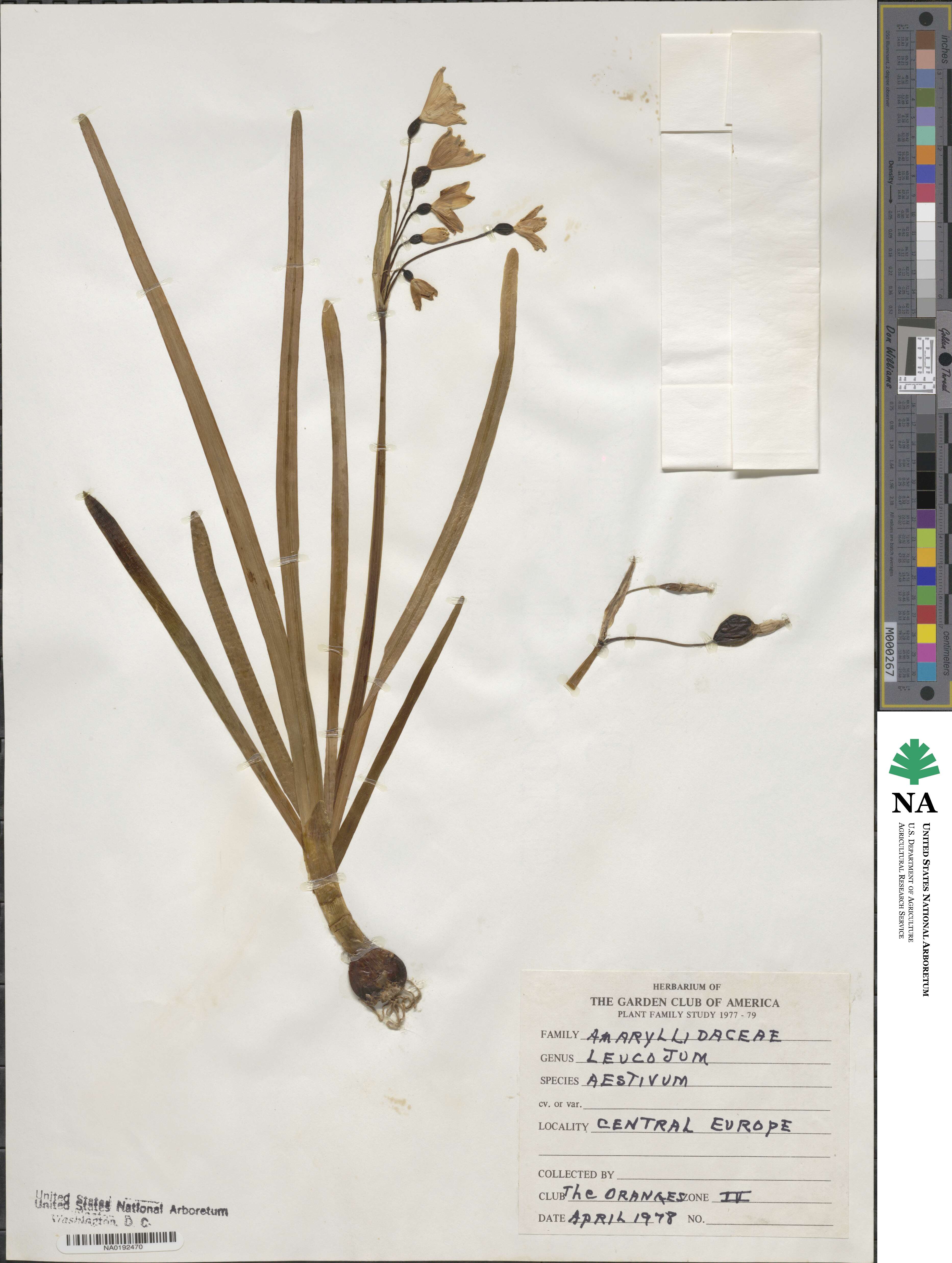 Leucojum aestivum image