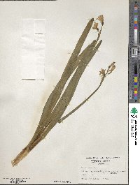 Leucojum aestivum image