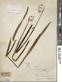 Leucojum aestivum image