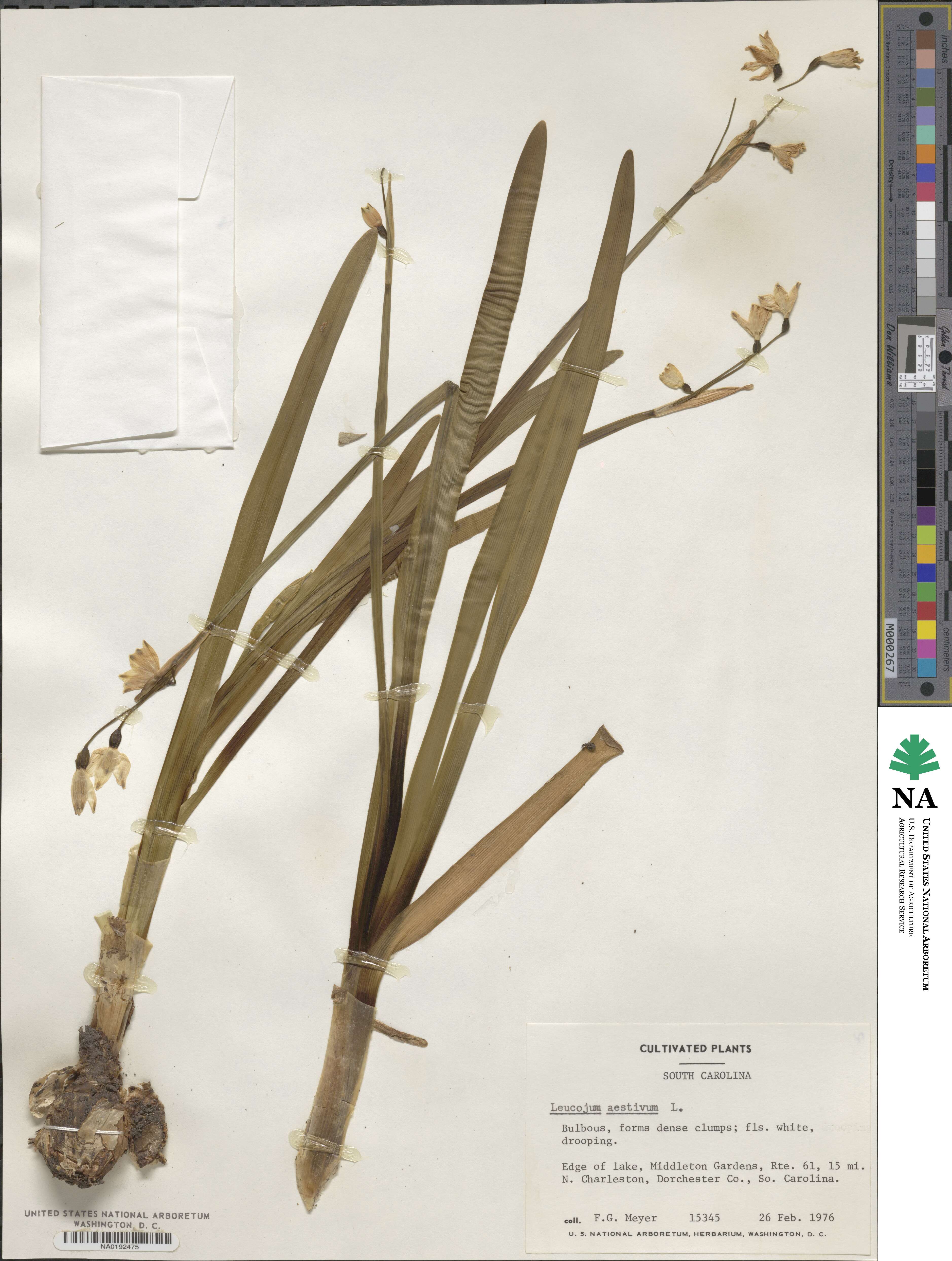 Leucojum aestivum image