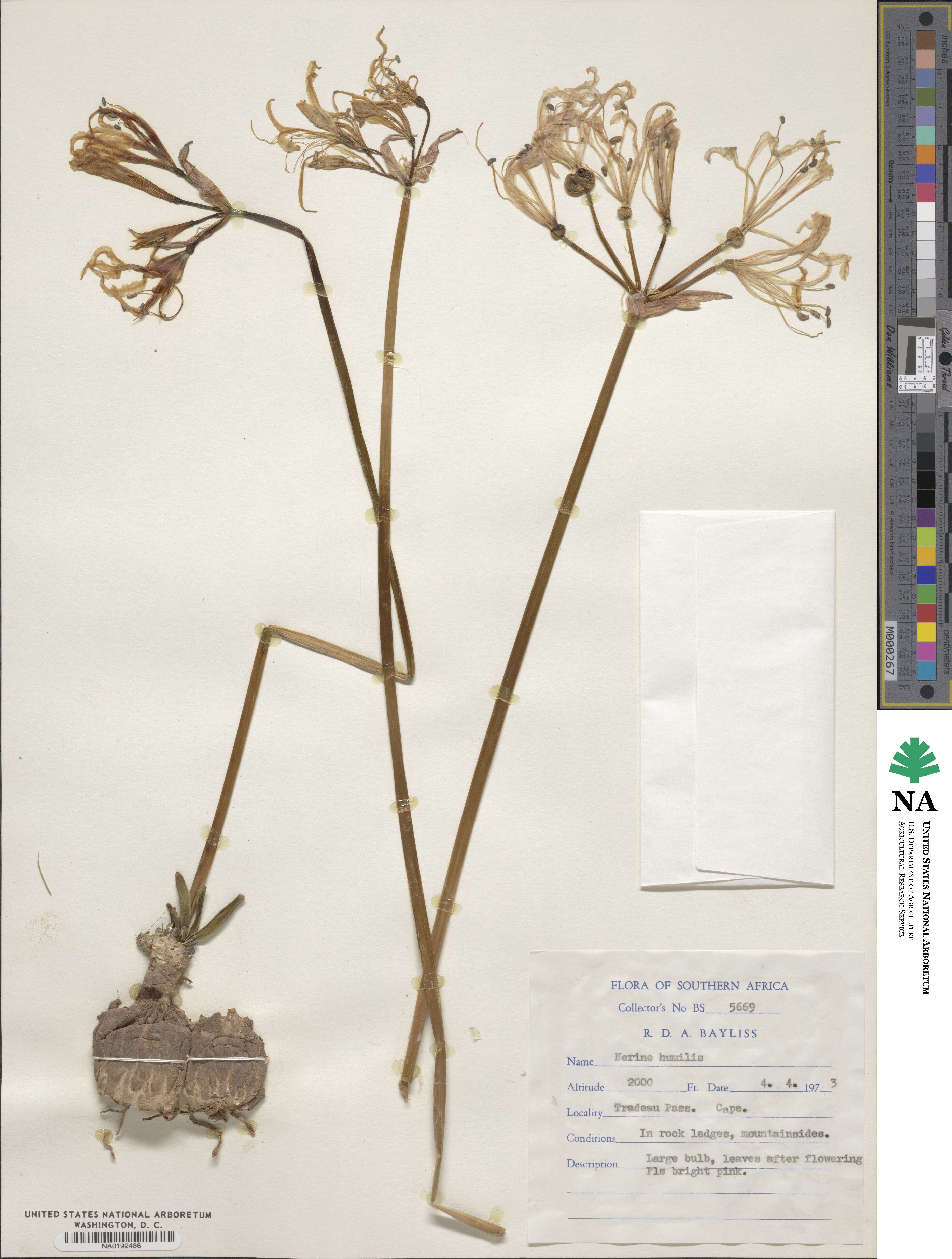 Nerine humilis image