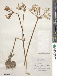 Image of Nerine humilis