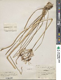 Image of Nerine appendiculata