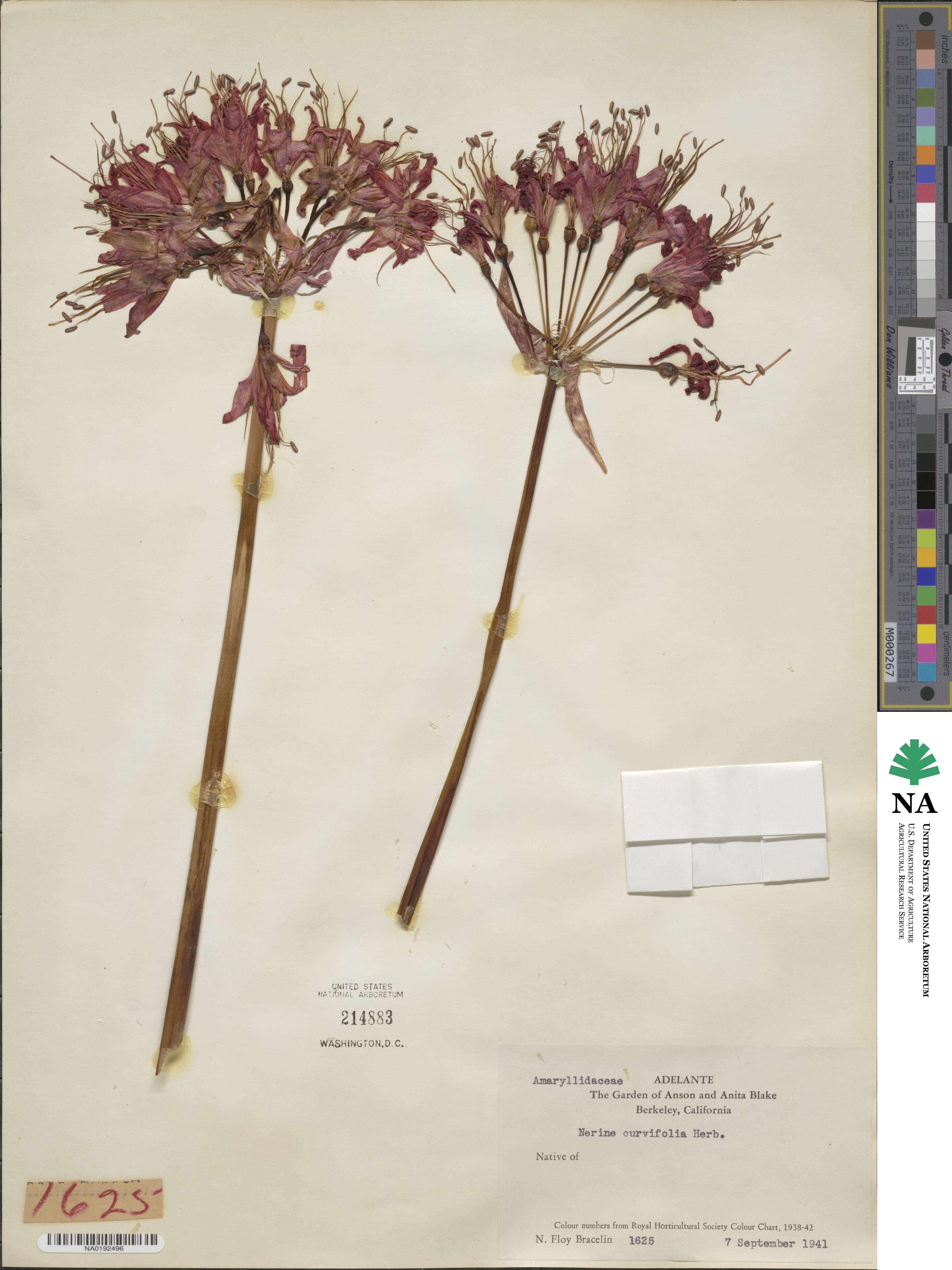 Nerine sarniensis image