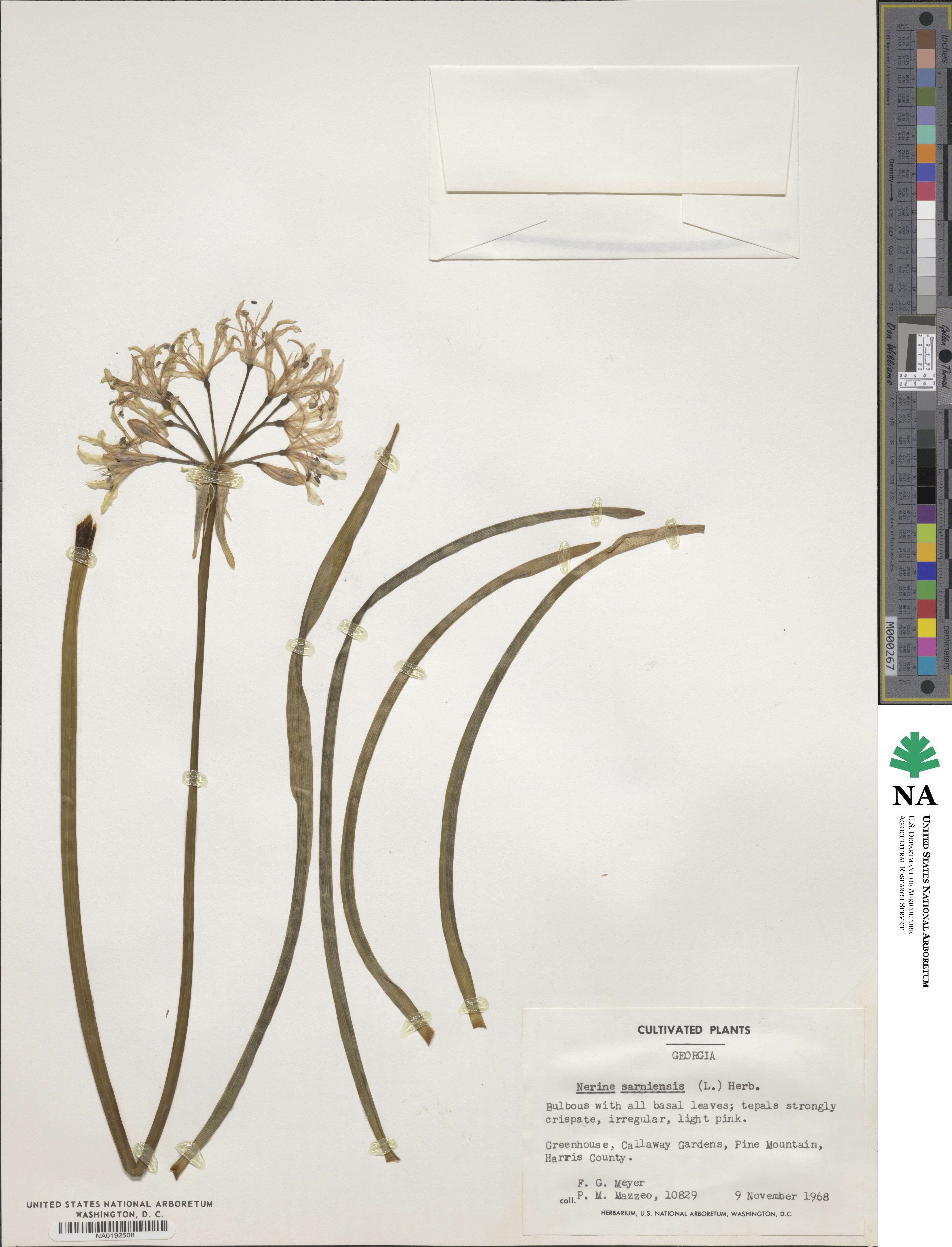 Nerine sarniensis image