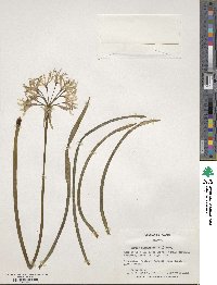 Nerine sarniensis image