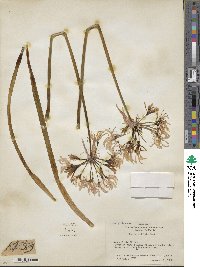 Nerine undulata image