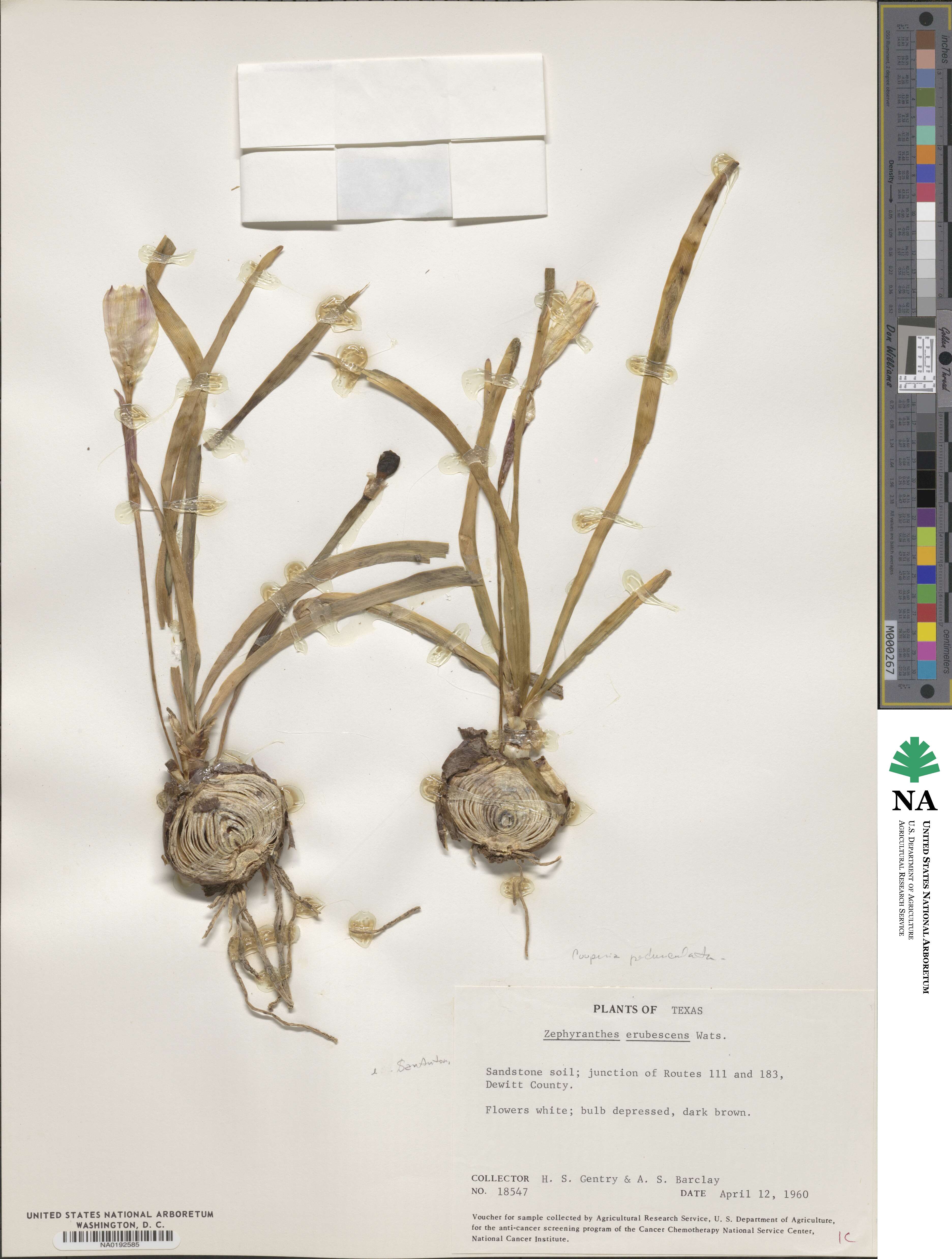 Zephyranthes erubescens image