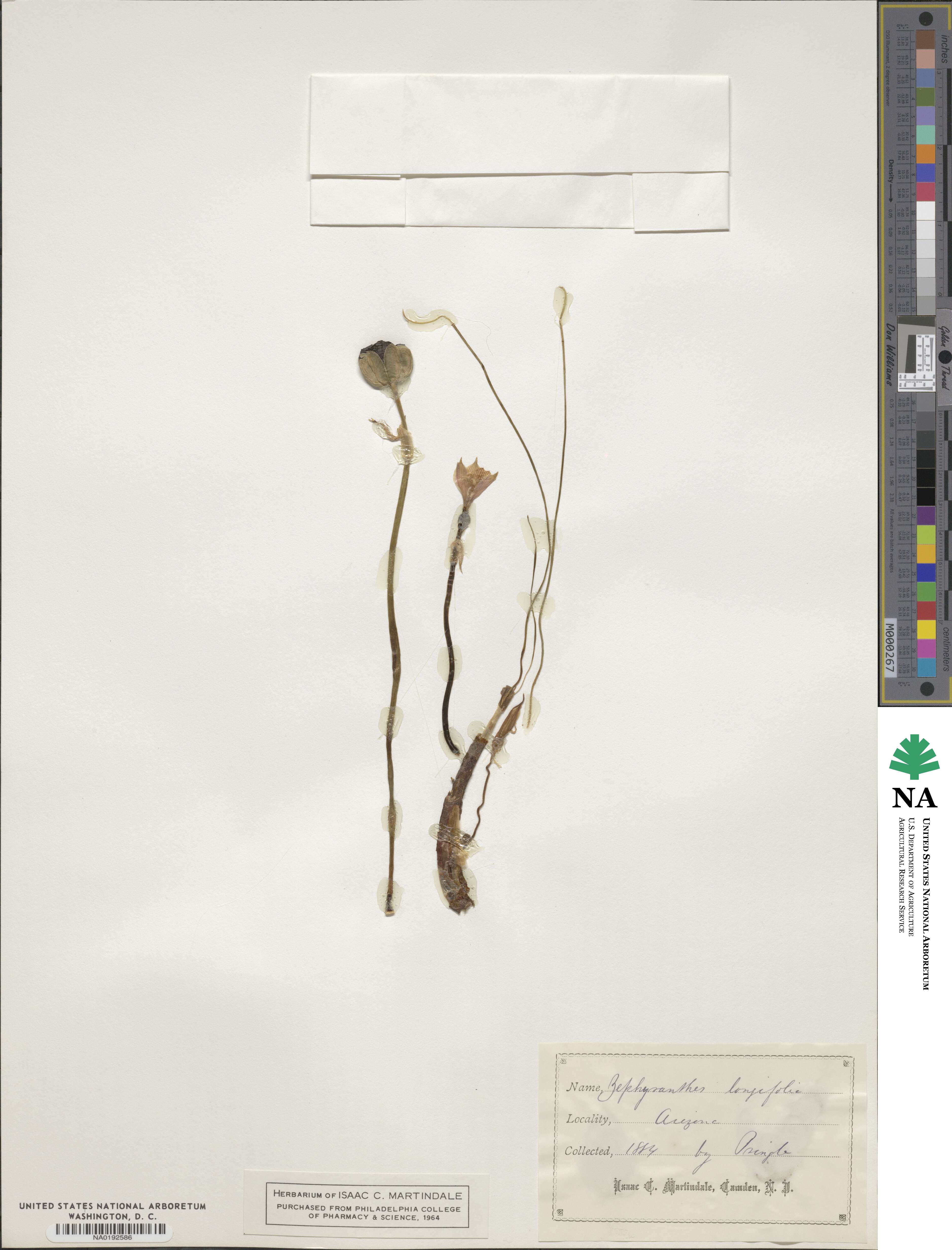 Zephyranthes longifolia image