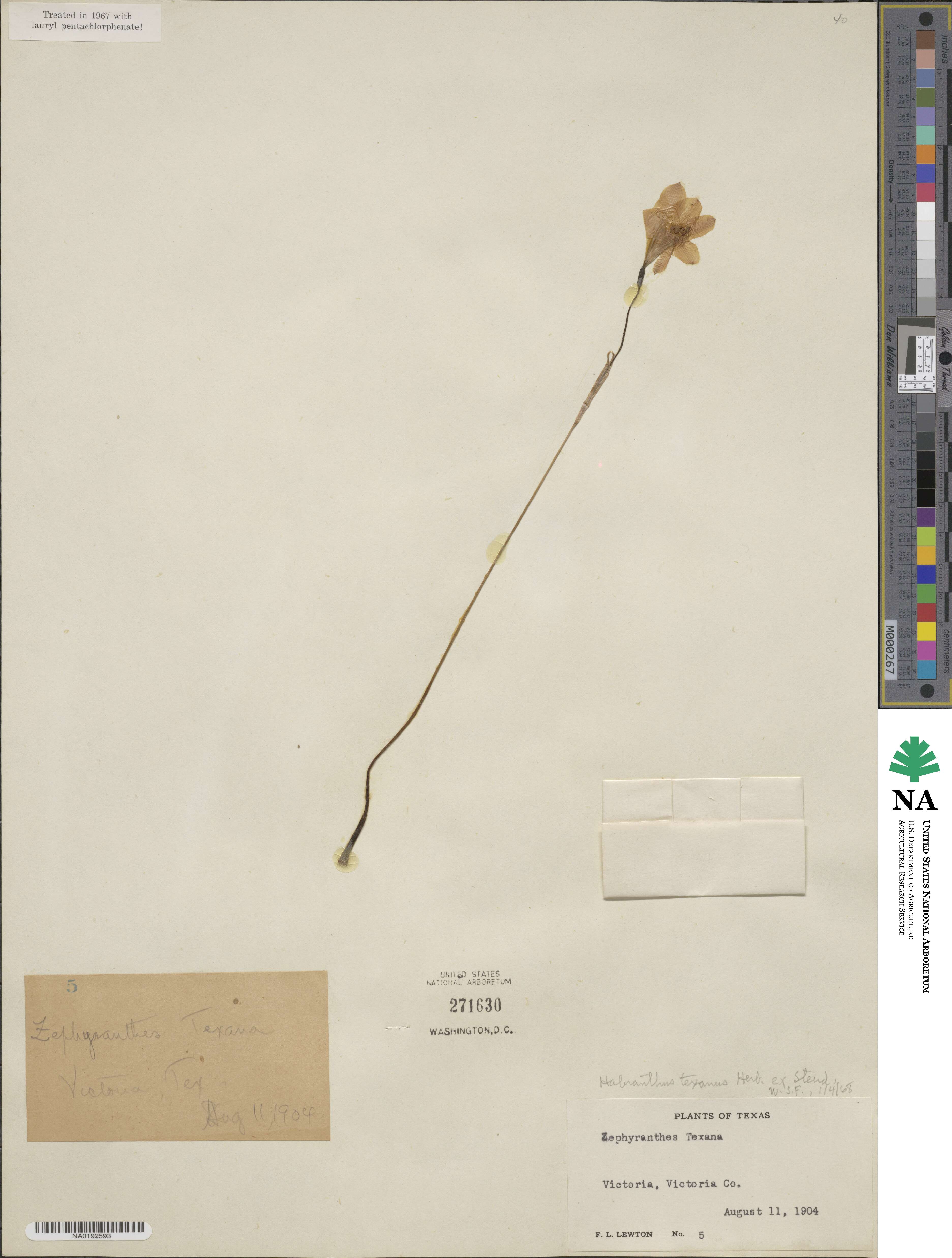 Zephyranthes tubispatha image