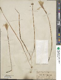 Zephyranthes treatiae image