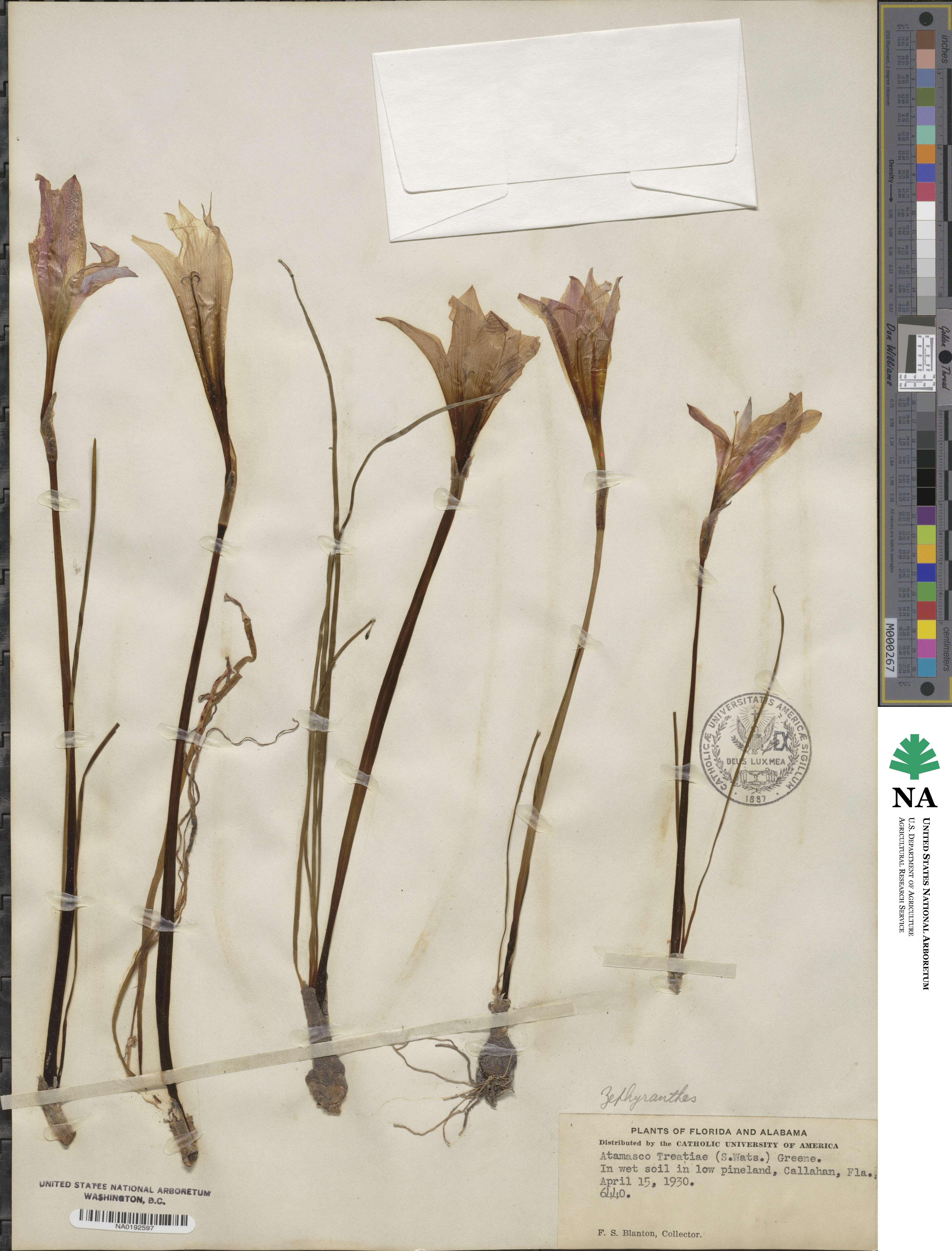 Zephyranthes treatiae image