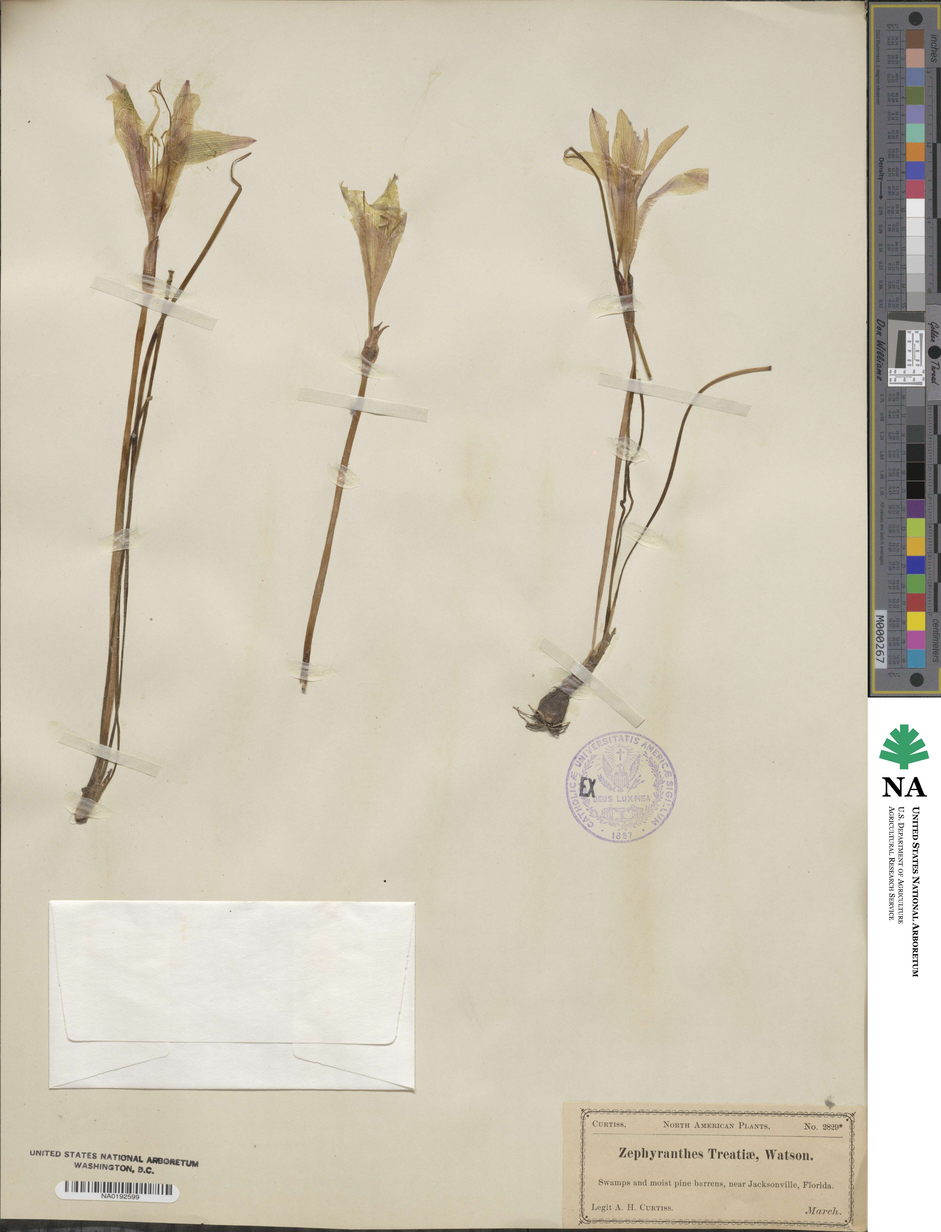 Zephyranthes treatiae image