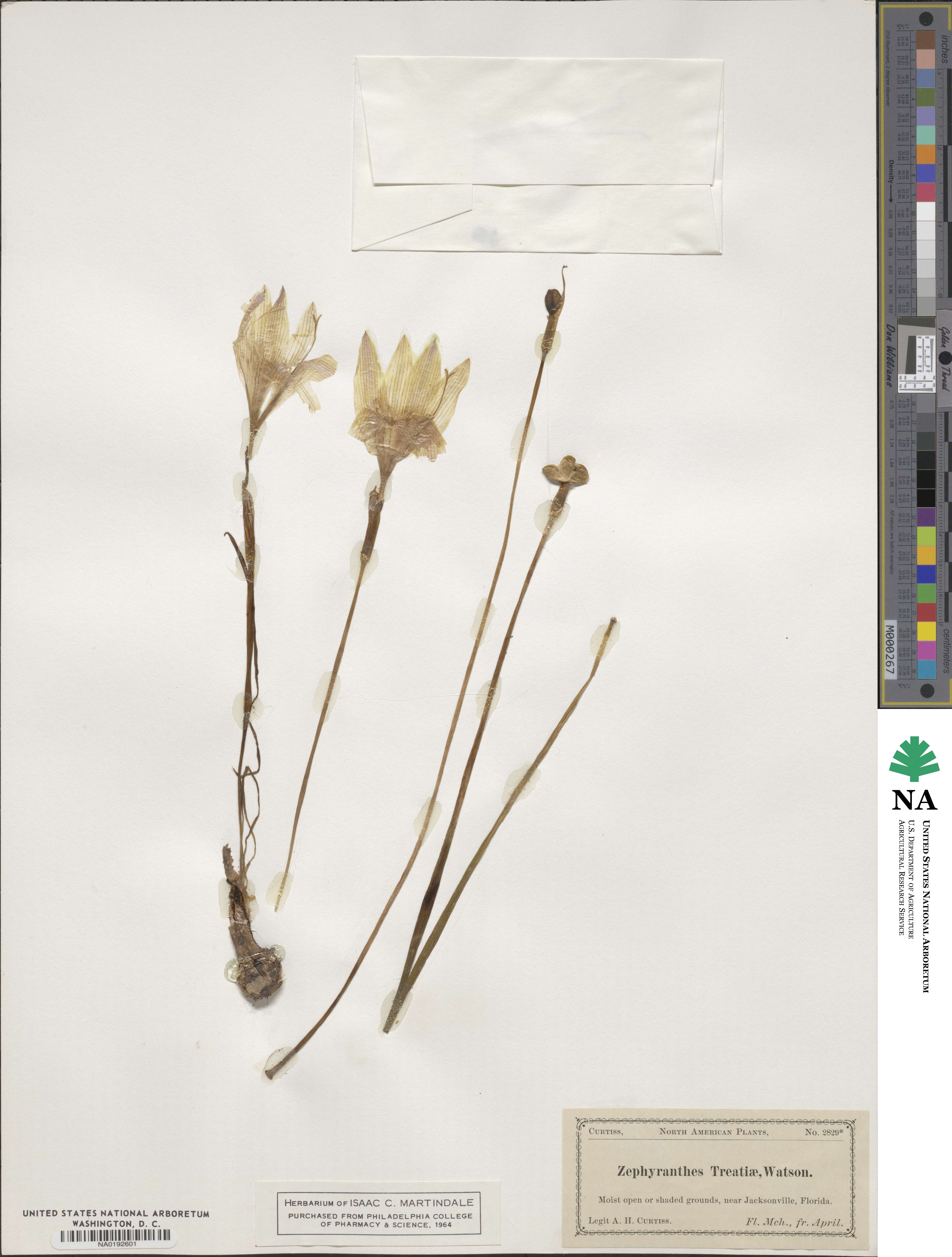 Zephyranthes treatiae image