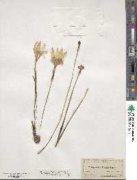 Zephyranthes treatiae image