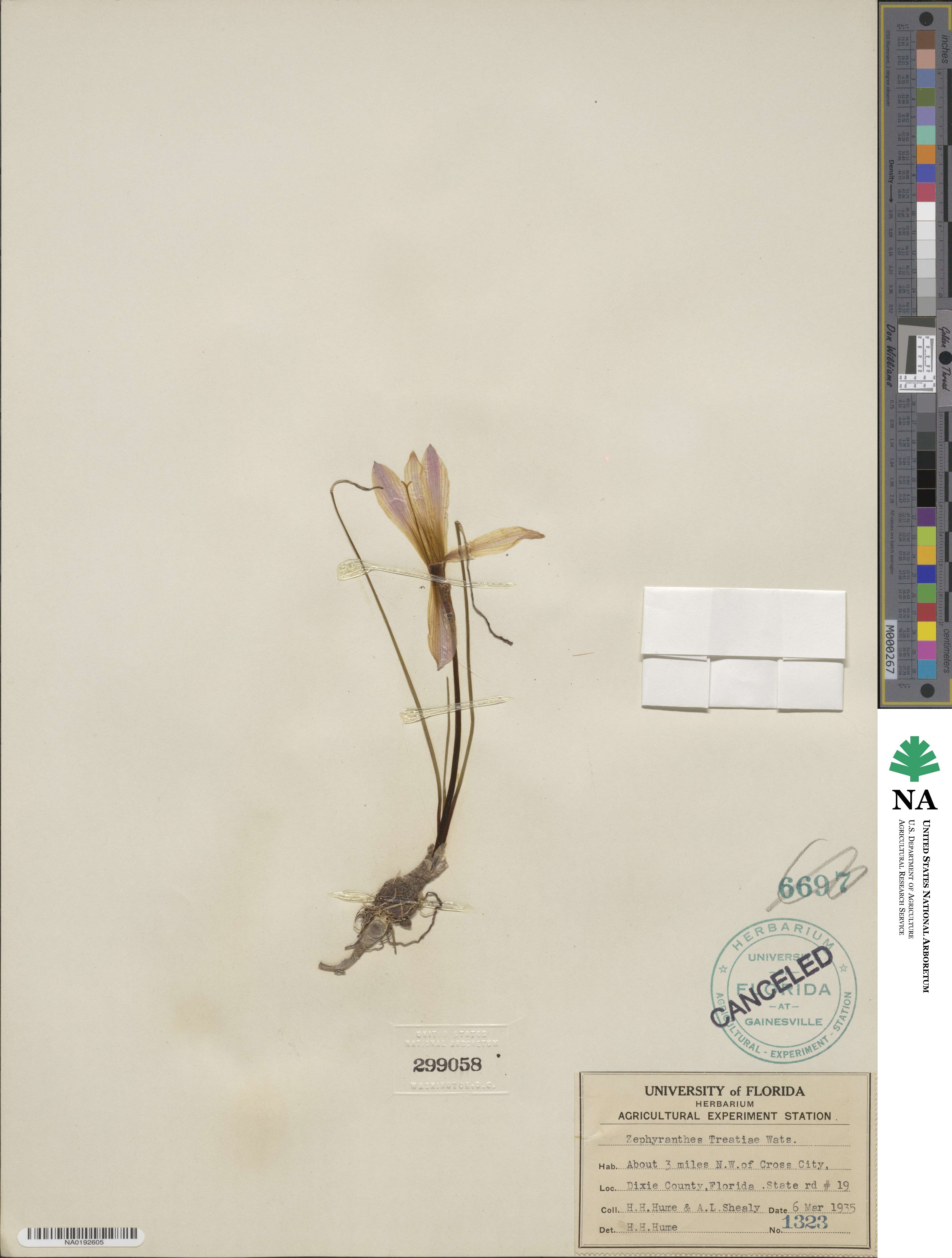 Zephyranthes treatiae image