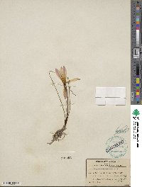 Zephyranthes treatiae image