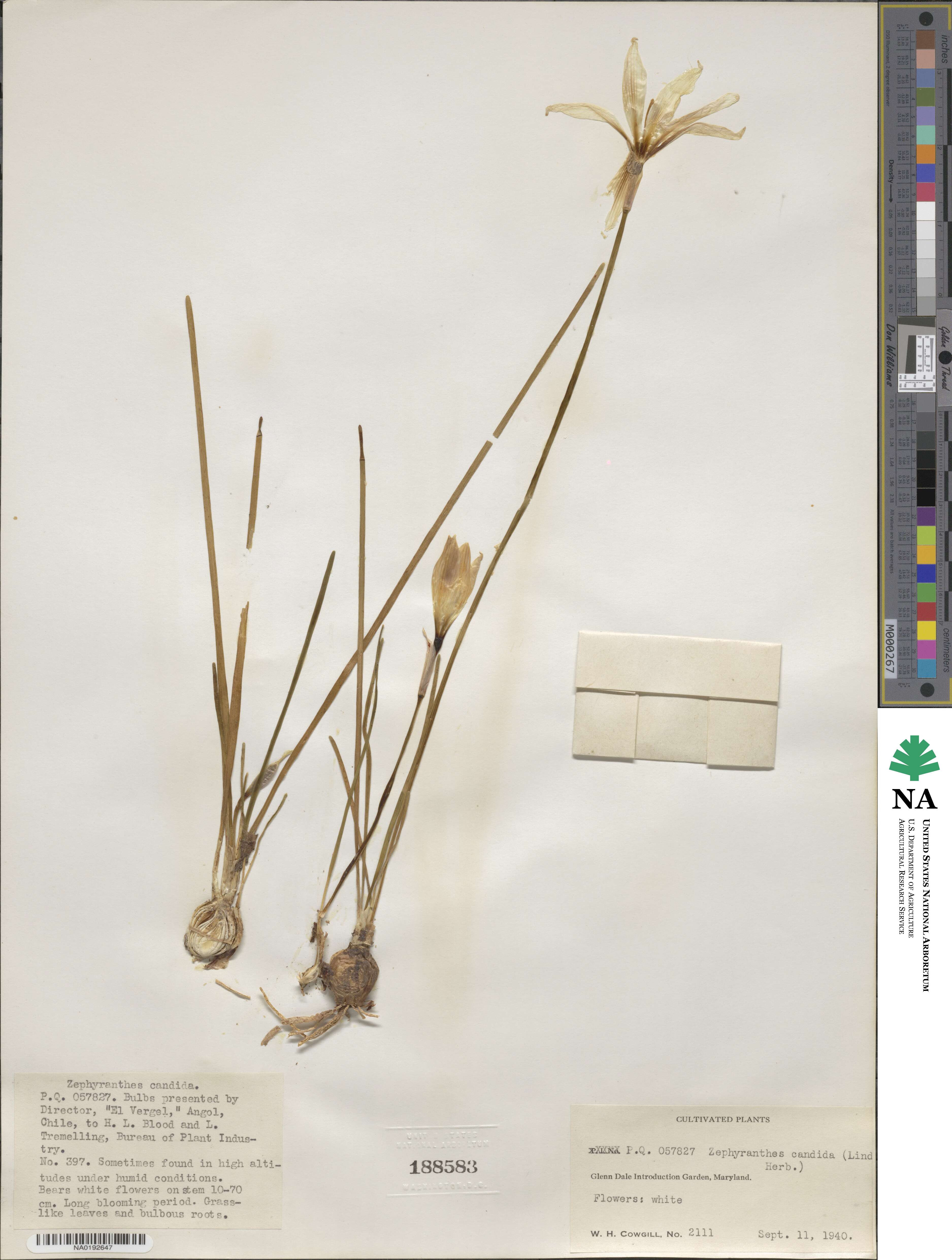 Zephyranthes candida image