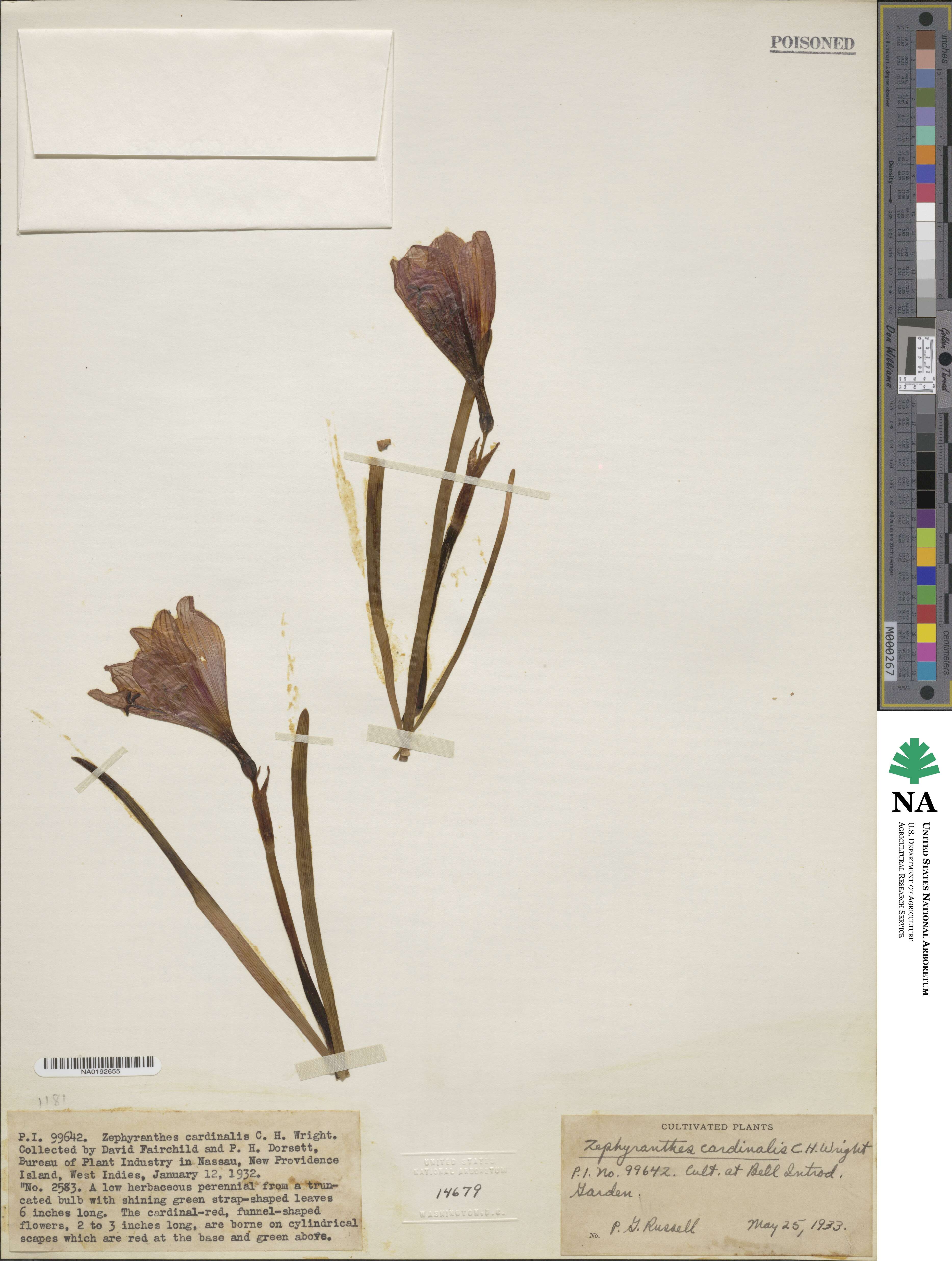 Zephyranthes cardinalis image