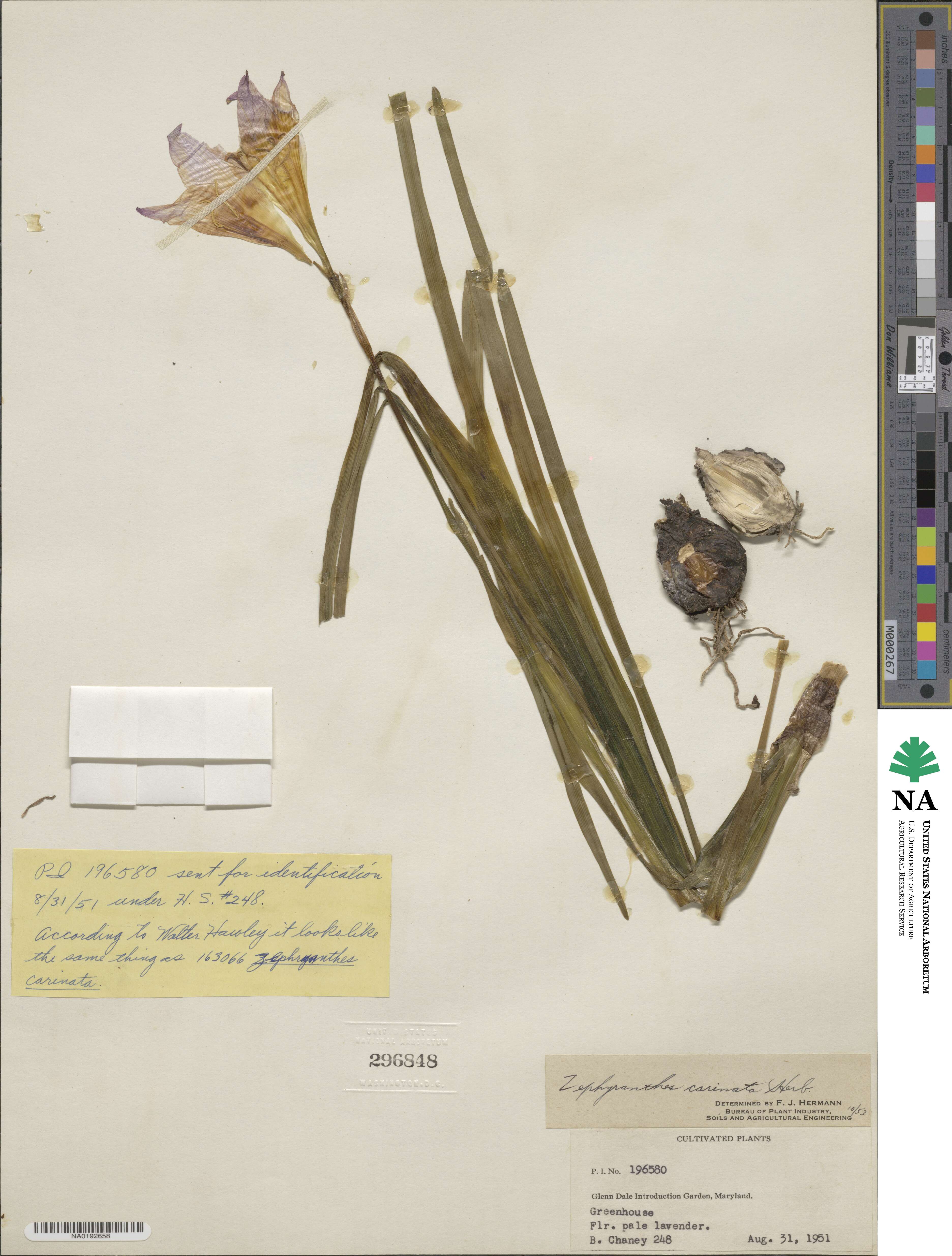 Zephyranthes carinata image