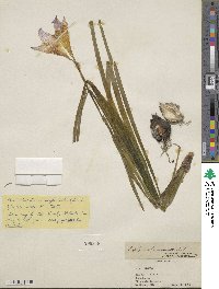 Zephyranthes carinata image