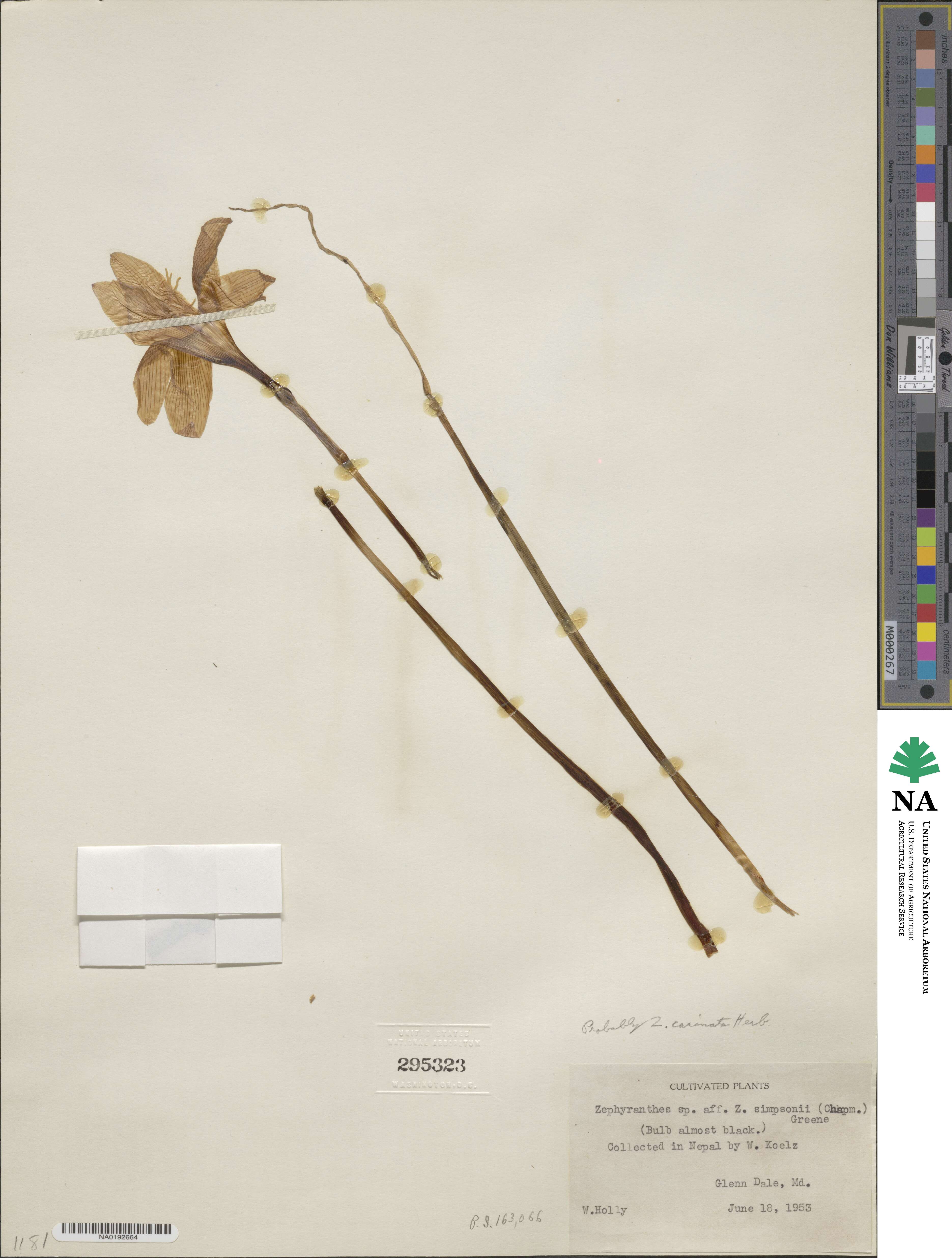 Zephyranthes carinata image