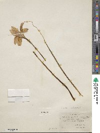 Zephyranthes carinata image