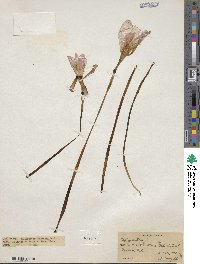 Zephyranthes carinata image