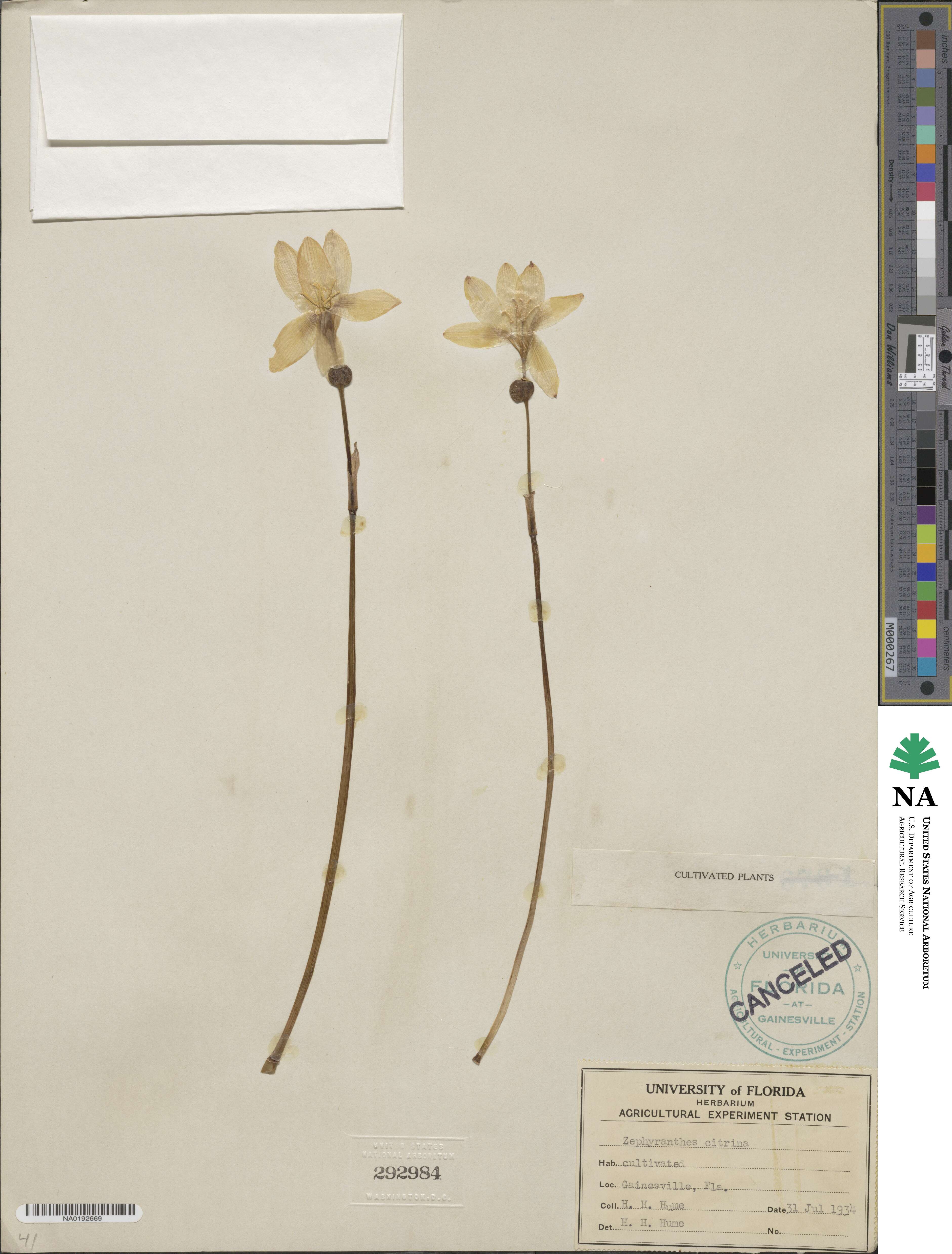 Zephyranthes citrina image