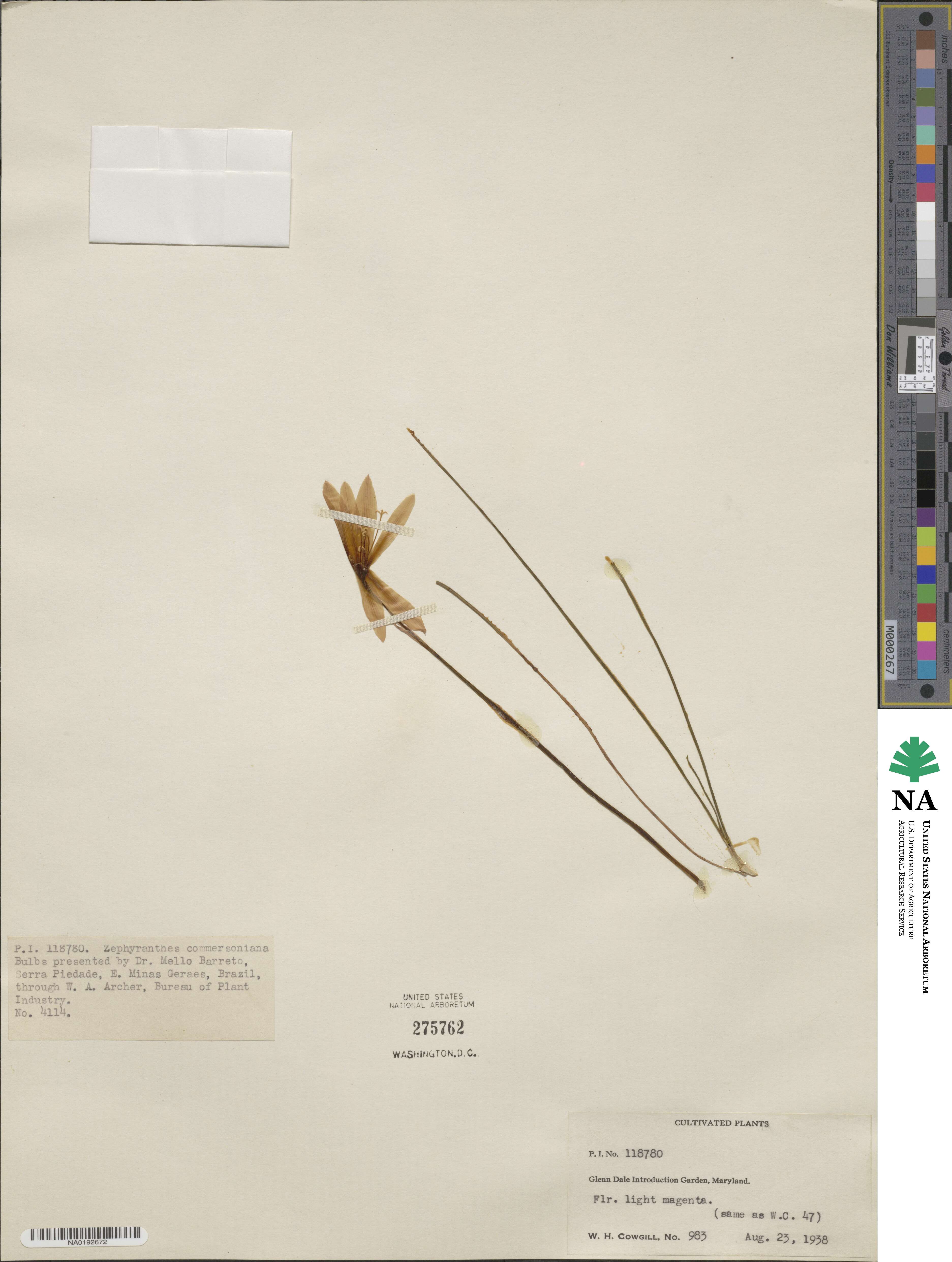 Zephyranthes tubispatha image