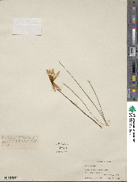 Zephyranthes tubispatha image