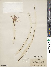 Image of Zephyranthes depauperata