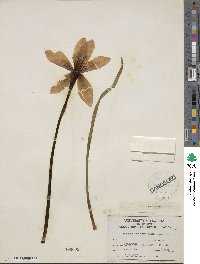 Zephyranthes minuta image