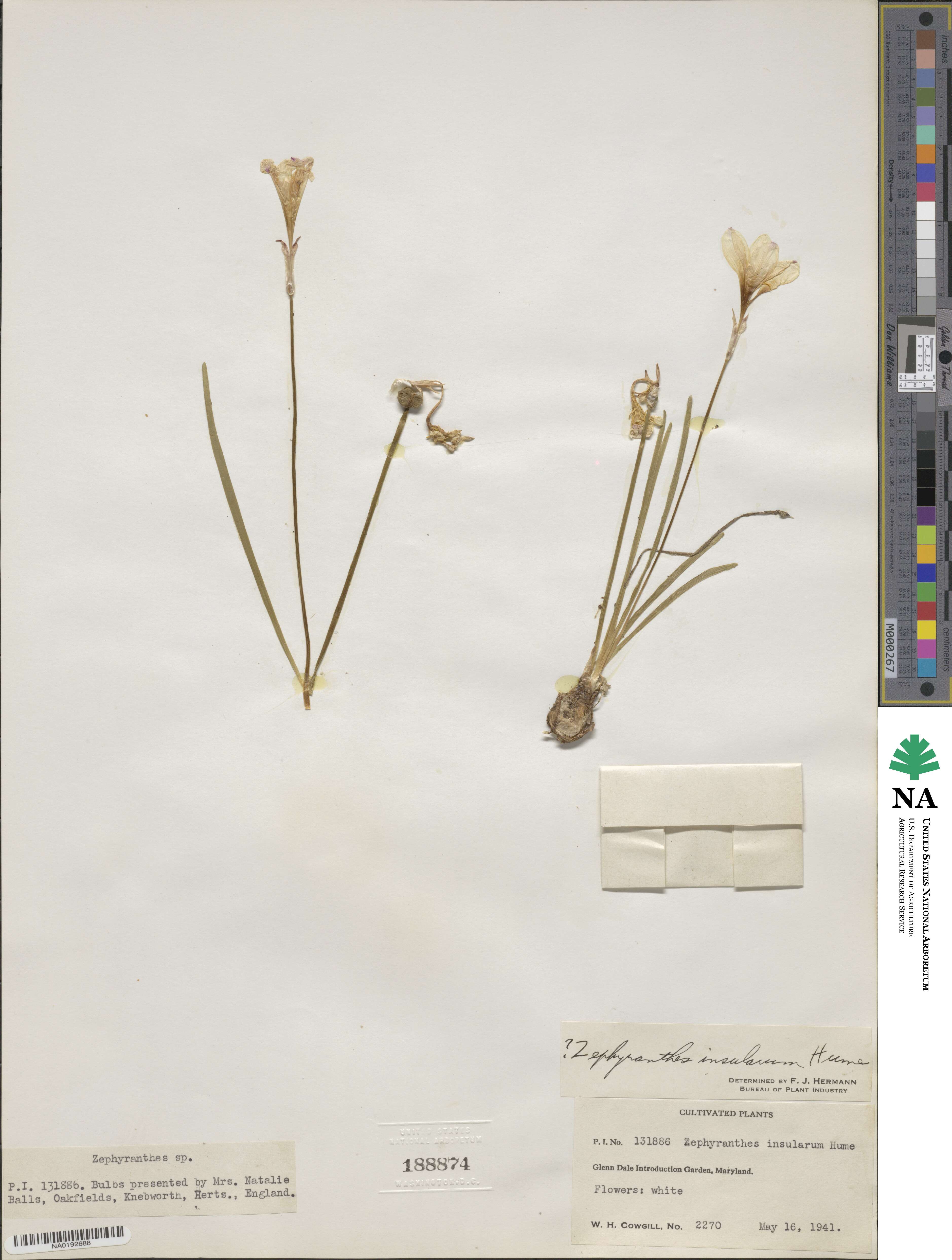 Zephyranthes insularum image