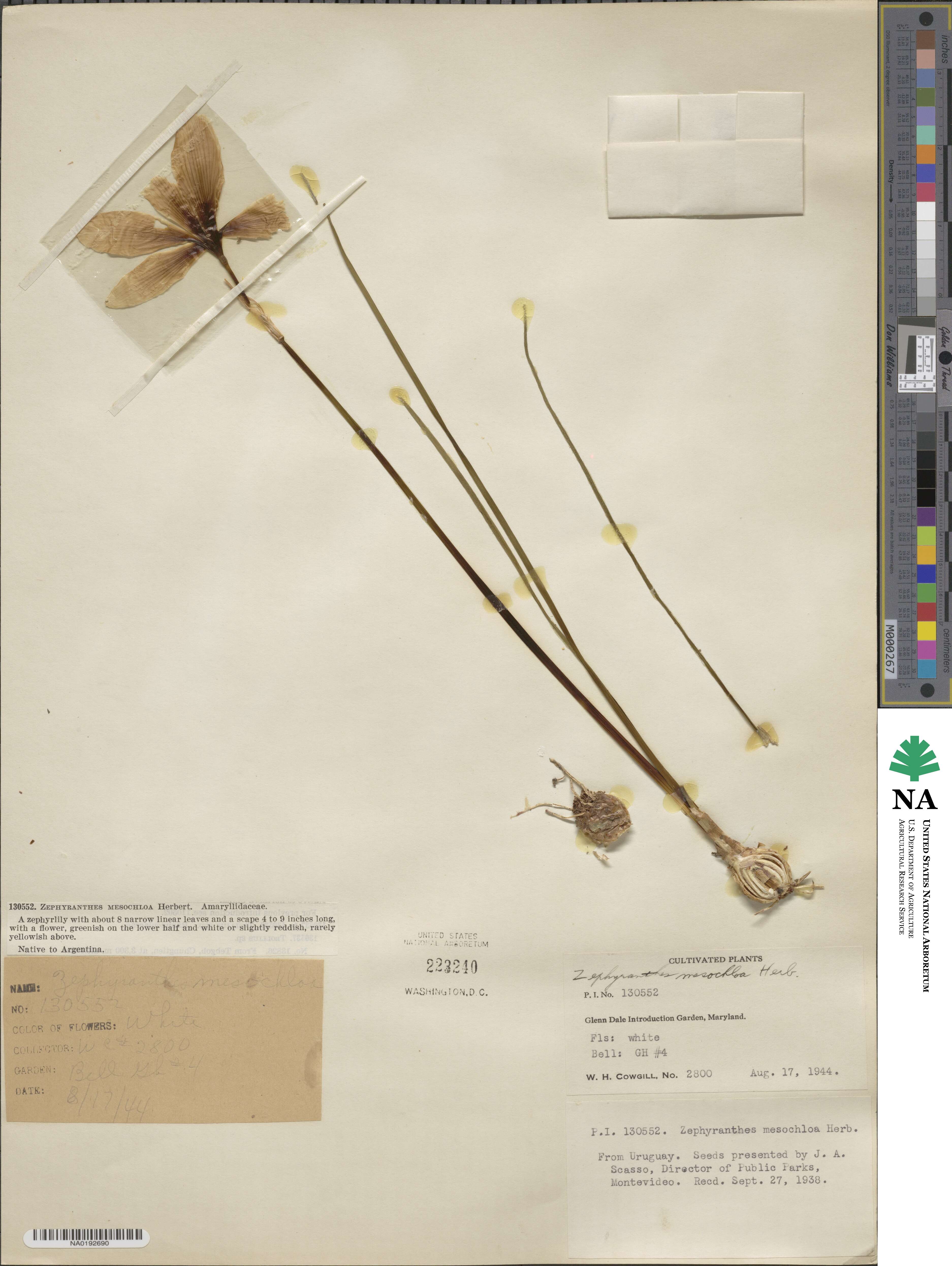 Zephyranthes mesochloa image