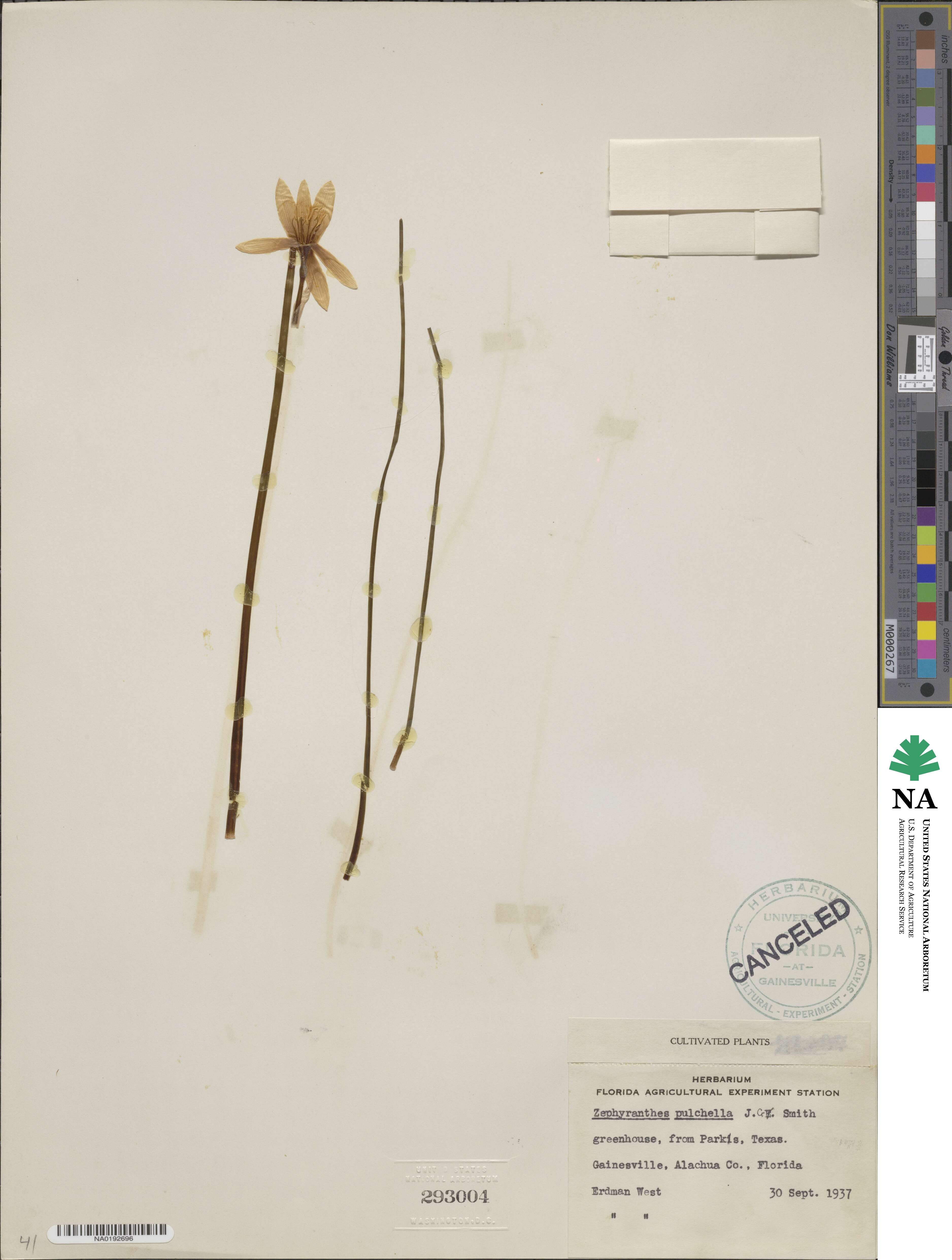 Zephyranthes pulchella image