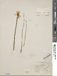 Image of Zephyranthes pulchella