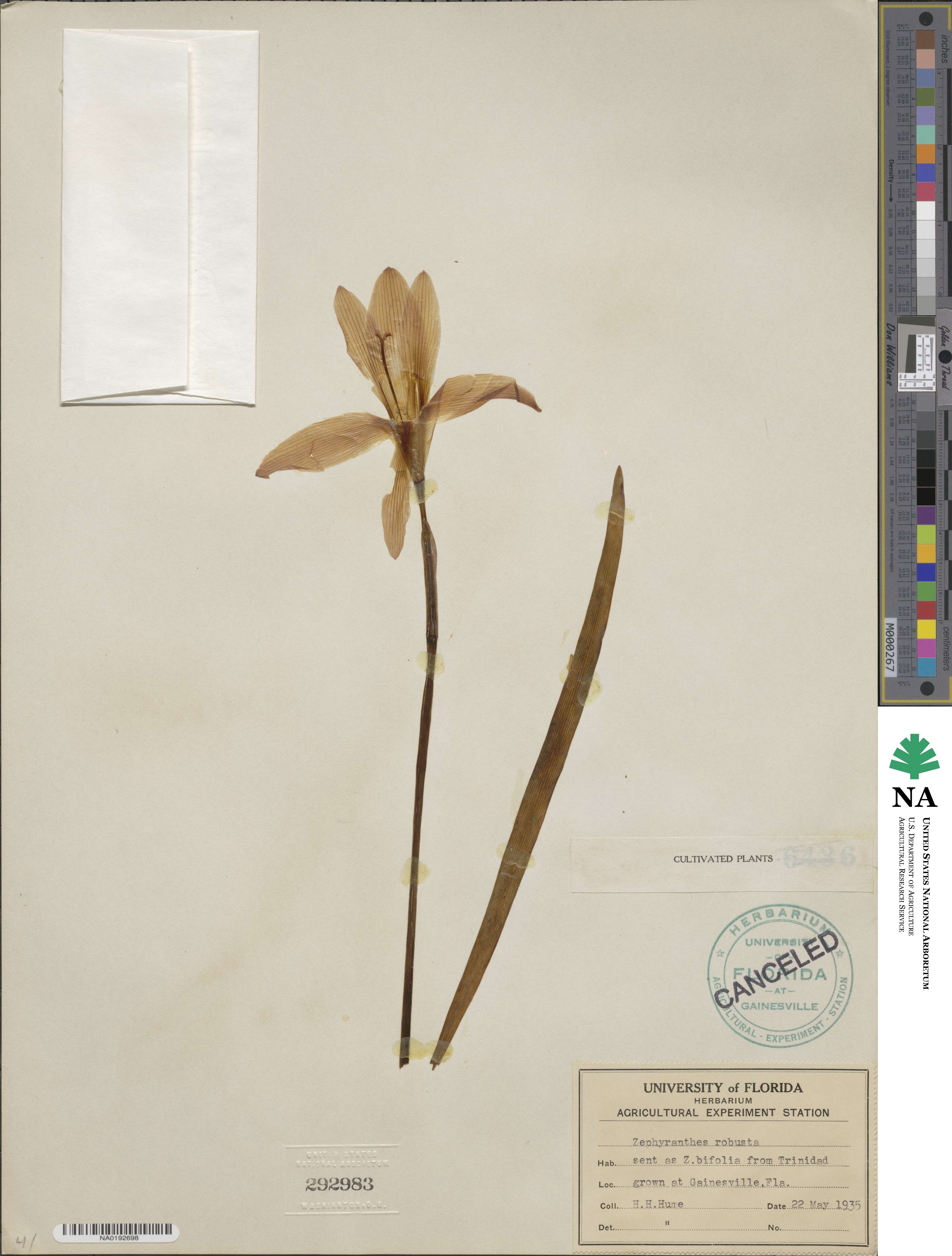 Zephyranthes robusta image