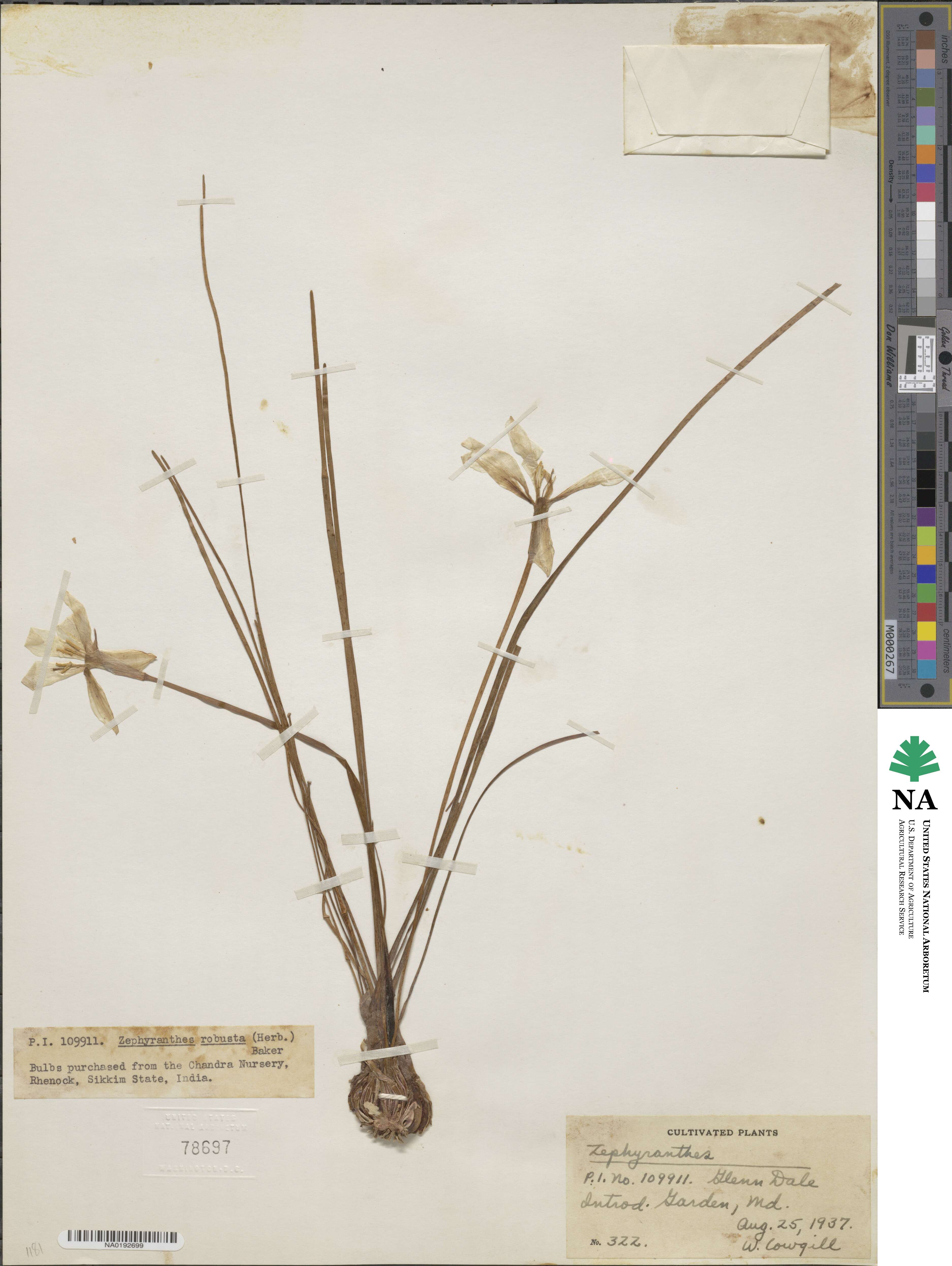 Zephyranthes robusta image